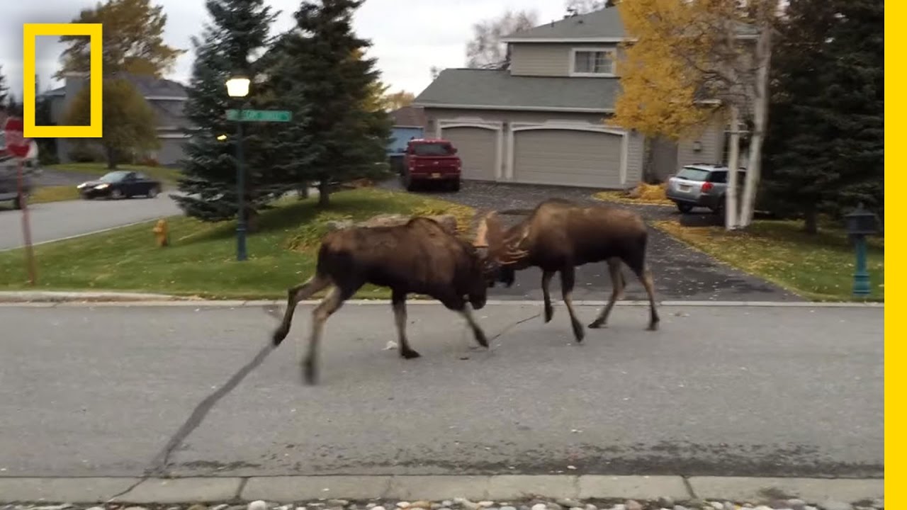 Moose Lawn