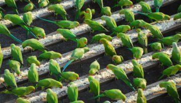 India’s ‘Birdman’ Feeds 4,000 Parakeets a Day