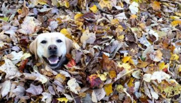 Playing in a Pile of Leaves