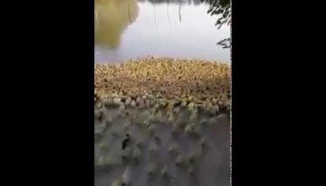 5,000 Ducklings Stampede Towards Water