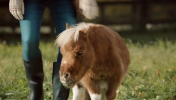 New Amazon Prime TV Advert Featuring a Lonely Little Horse