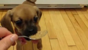Puppy’s First Peanut Butter Treat