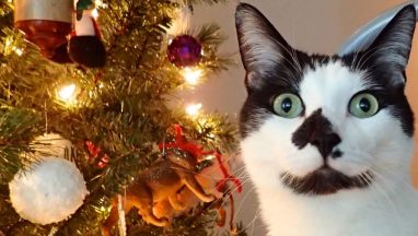 8 Signs Your Cat Believes in Santa