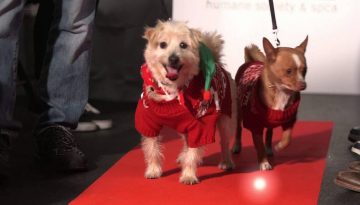 Holiday Fashion Show for Shelter Dogs and Cats