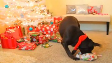 Dogs Opening Christmas Gifts