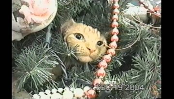 Cat Refuses to Leave Christmas Tree