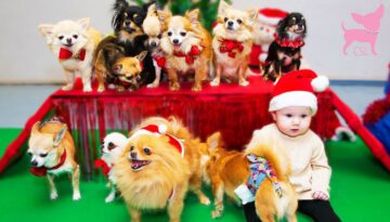 Cute Chihuahua Christmas Party