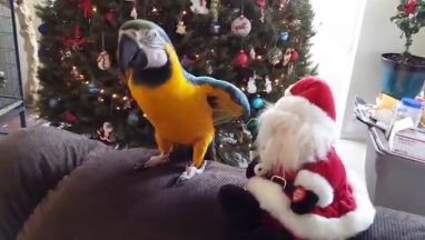 Parrot Attacks Santa