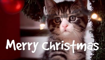 The Ultimate Cute Cats Christmas Card