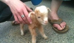 Cute Baby Goats Compilation