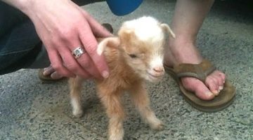 Cute Baby Goats Compilation