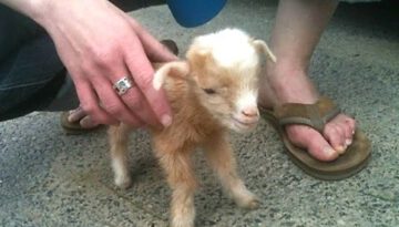 Cute Baby Goats Compilation