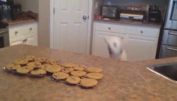 Dog Jumps to Smell Cookies