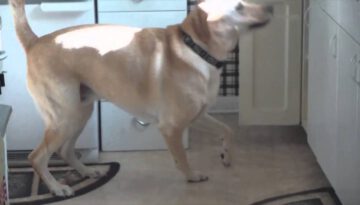 Dog Learns to Fetch Peanut Butter Snack Ingredients