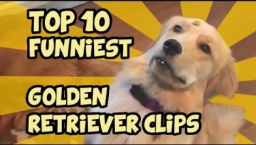 Top 10 Funniest Golden Retrievers of All Time