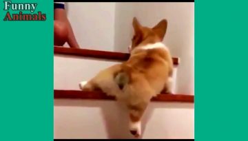 Dogs vs. Stairs
