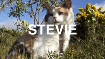 Stevie the Blind Mountain Climbing Cat