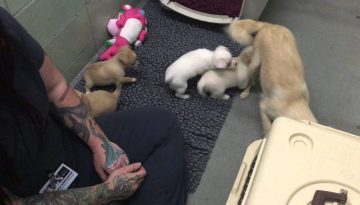 Momma Dog Only Wants to See Her Puppies