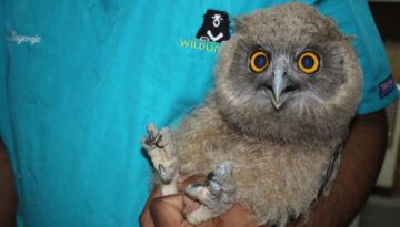 Super Cute Owl Rescued From ‘Black Magic’ Poachers