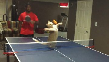 Cats Playing Ping Pong Compilation