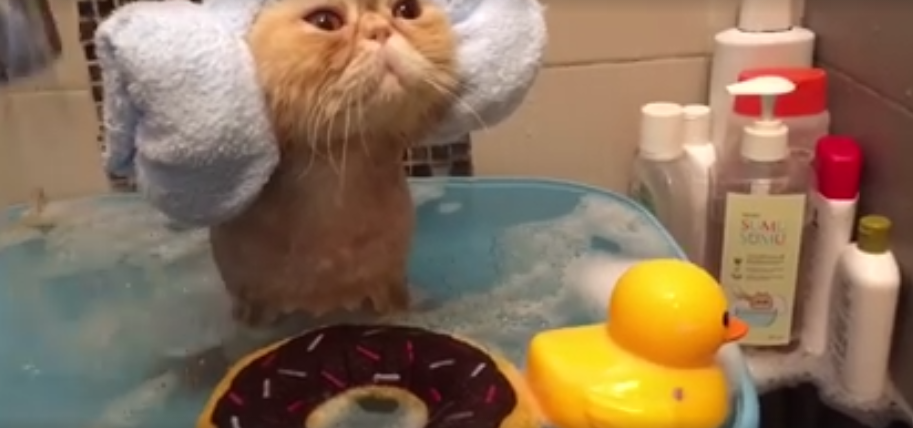 Cat Loves The Spa Treatment