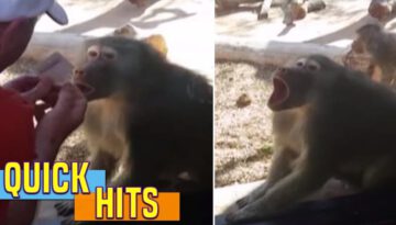 Baboon Is Amazed by Man’s Magic Trick