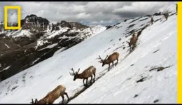 Stunning Footage: Epic Animal Migrations in Yellowstone