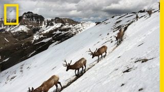 Stunning Footage: Epic Animal Migrations in Yellowstone