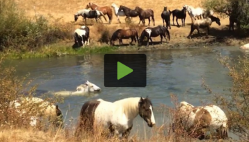 horse-pool-party