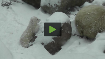 polar-bear-cub-snow