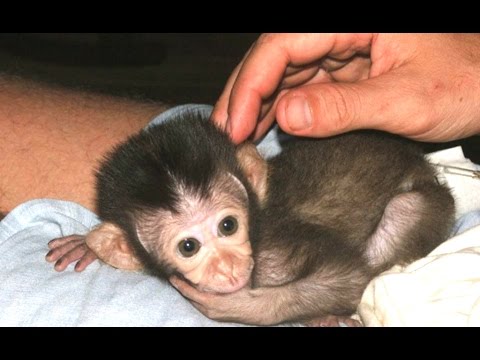 Funny And Cute Baby Monkeys Compilation 1funnycom