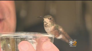 A Man, a Dog and a Hummingbird