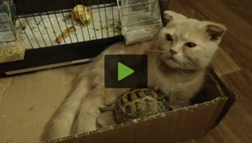 cat-turtle-friendship