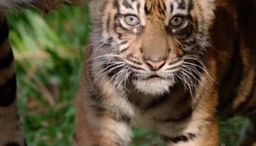 San Diego Zoo Unveils Three New Tiger Cubs