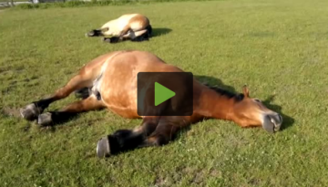 snoring-horses