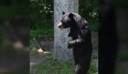 Bear Walking on Two Legs Strolls Through Neighborhood