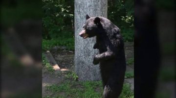Bear Walking on Two Legs Strolls Through Neighborhood