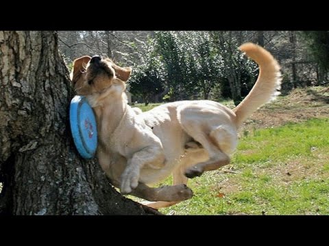 Animals are so funny they should be called funnymals Funny animal compilation