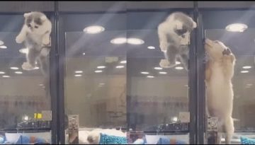 Kitten Makes Great Escape to Visit Puppy (HD) from JoLinn Pet House