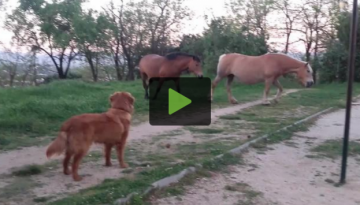 dog-introduced-horses