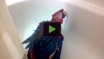 macaw-bonkers