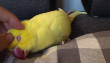 sleepy-parrot