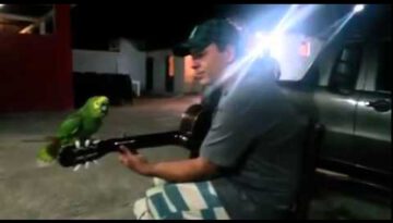 This Amazon Parrot Makes a Great Singing Partner