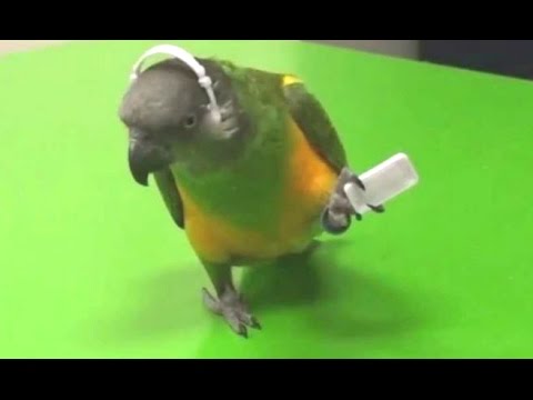 dancing parrot cactus