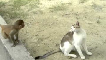 Baby Monkey and Cat Playing Together