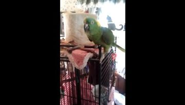singing-talking-crying-parrot