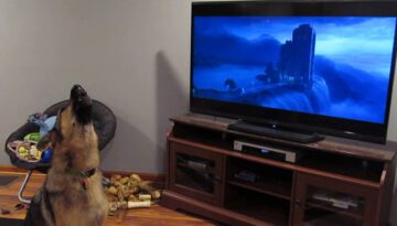 German Shepherd Howling with Wolves from Zootopia