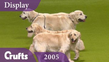 Southern Golden Retriever Display Team Performs at Crufts