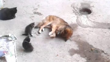 Cat Takes Her Kittens to Meet an Old Friend