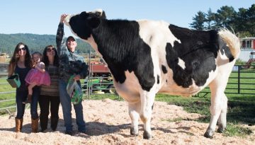 The World’s Tallest Cow!